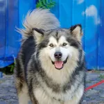 Maja