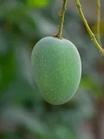 Welpe Mango Welpe Mango