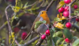 Robin Robin