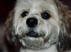 Django Django