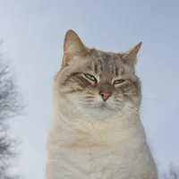 Nala
