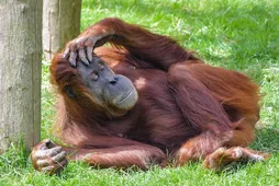 Pongo Pongo
