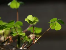 Lucky Lucky