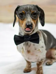 Ringo Ringo