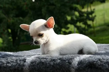 Amigo Amigo