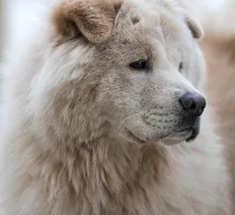 Otto
