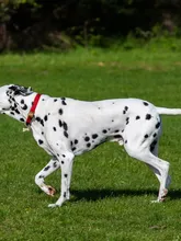 Matilda Matilda