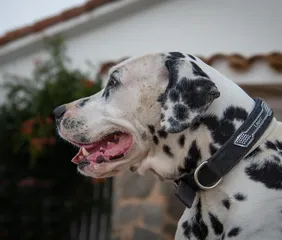 Toffee