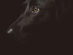 Marley Marley