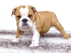 Bella Bella