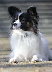Dakota Dakota