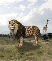 Welpe Leo