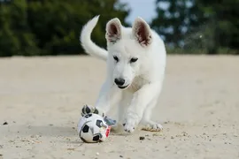 Bella Bella