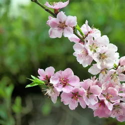Kira+Peach Kira+Peach