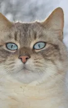 Nala