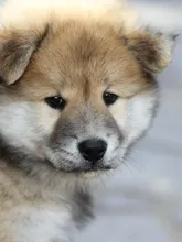 Tina Tina