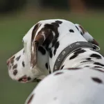 Maja