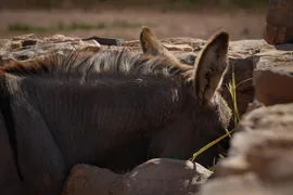 Piyo Piyo