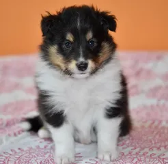 Puppy Puppy