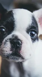 Luna Luna