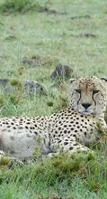 Mara Mara