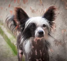 Ringo Ringo