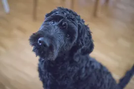 Puenktchen
