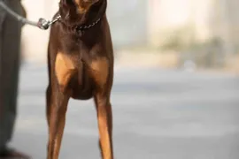Manolo