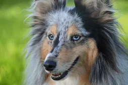 Pongo Pongo