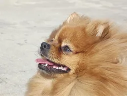 Rambo