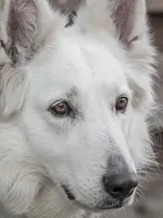 Cooper Cooper
