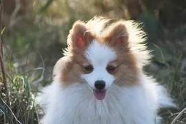 Bella Bella