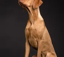 Marley