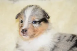 Benni Benni