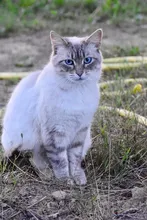 Nala