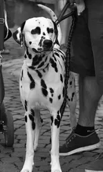 Maizie