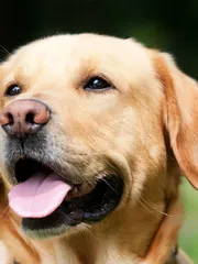 Benson Benson