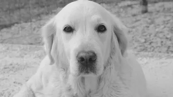 Cooper Cooper