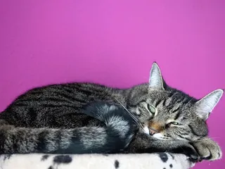 Benson Benson