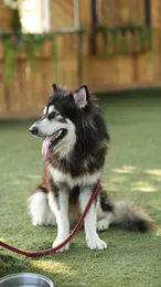 Ziva