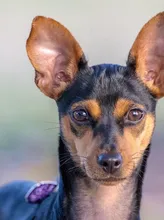 Dani Dani