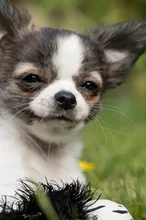 Otto Otto
