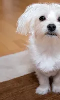 Dasha