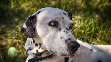 Blanca
