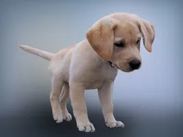 Pete Pete