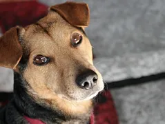 Bella Bella