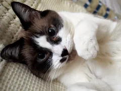 Puenktchen