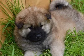 Bella Bella