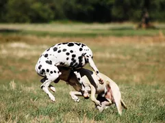 Karu Karu