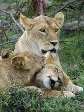 Mara Mara